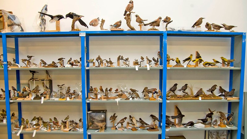 A selection of birds which form part of the Natural History collection arranged on shelving.