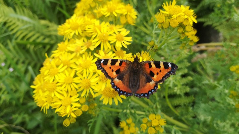Photograph showing a small tortoiseshell butterfly, Aglais Urticae