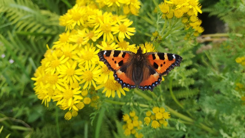 Photograph of a small tortoiseshell butterfly on a flower.