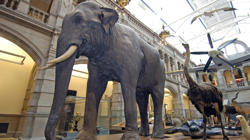 Sir Roger the Asian elephant. 