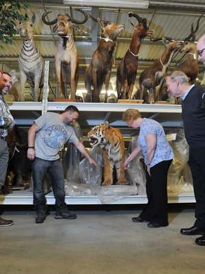 GMRC tour of natural history pod. The visitors are being shown a collection of animals models - including a tiger.