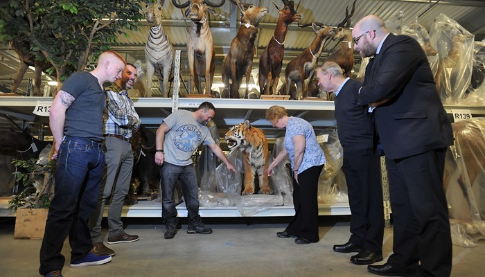 GMRC tour of natural history pod. The visitors are being shown a collection of animals models - including a tiger. 