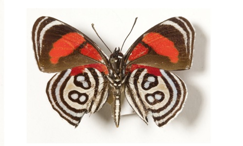 A pinned butterfly. The butterfly has a pair of red wings and a pair of white and black wings.