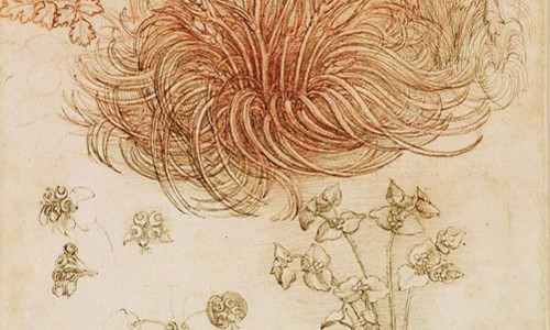 A sketch, drawn by Leonardo Da Vinci. It shows flowers and leaves.