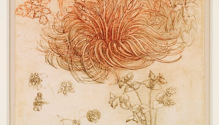 A sketch by Leonardo Da Vinci, it shows flowers and leaves