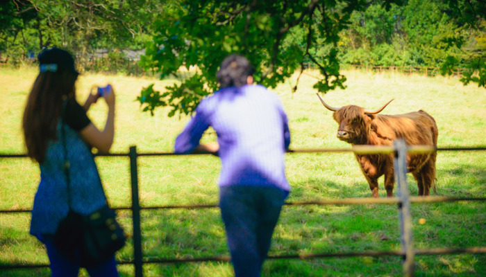 two adults looking into a field where there is a highland cow