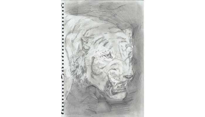 black and white drawing of head of tiger