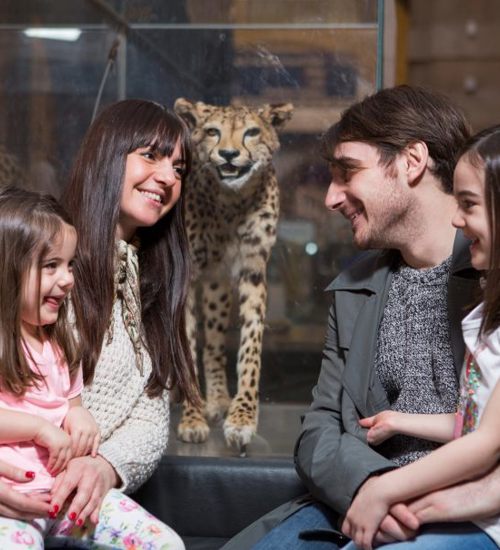 Kelvingrove Natural History