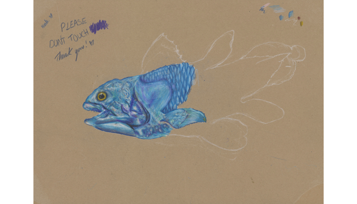 drawing of head and upper body of blue fish on brown background