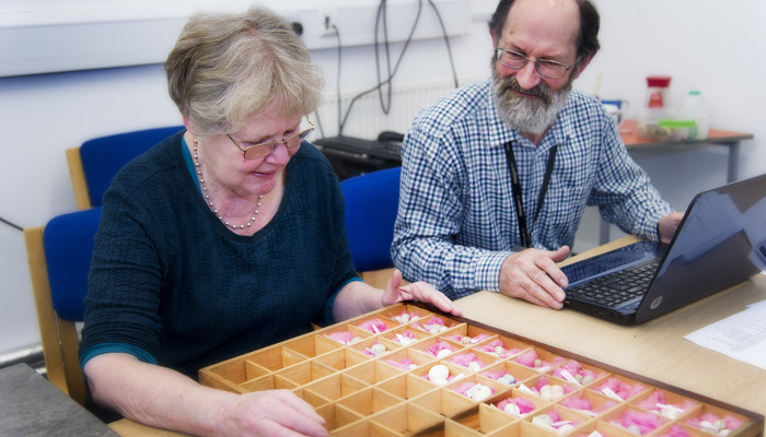 Two volunteers sitting at a table cataloguing items from our museums store