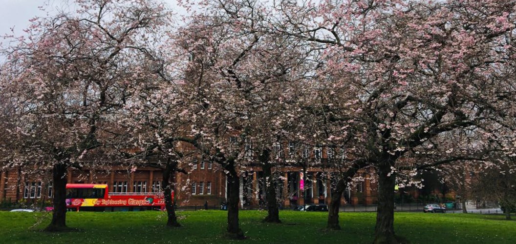 Leila Murphy: Cherry blossom and the Kelvin Hall