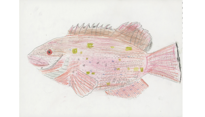 drawing of red fish