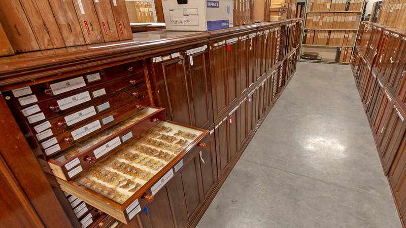 Photograph showing a drawer full of insects which are part of the Natural History collection.