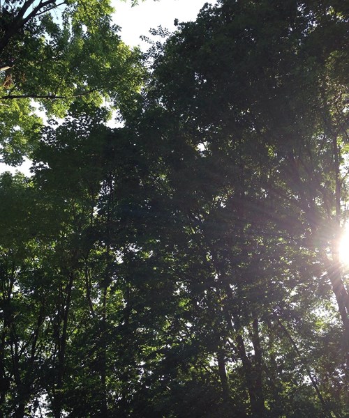 The sun shining through tree leaves.