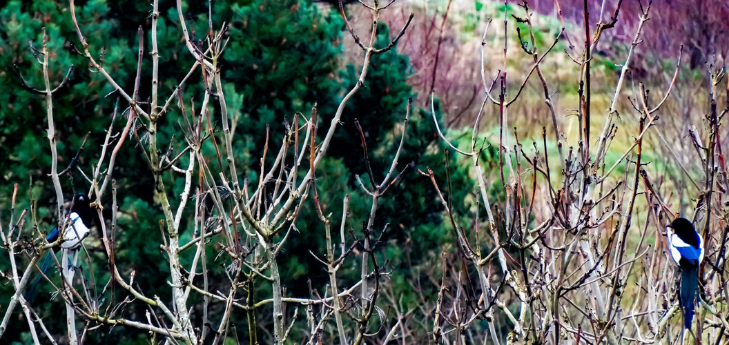 Manon Thuillier: Socially distancing magpies