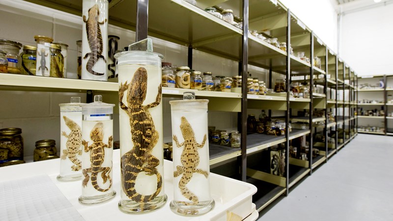 Photograph showing some examples from the Natural History Collection.