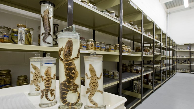 Photograph showing creatures from the Natural History collection stored in glass jars