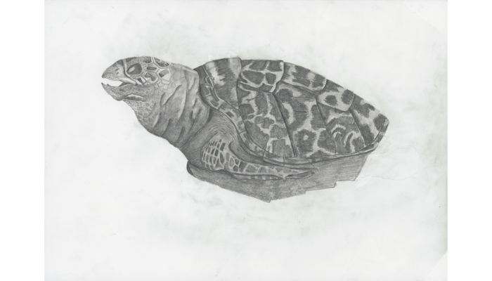pencil drawing of turtle with patterned shell