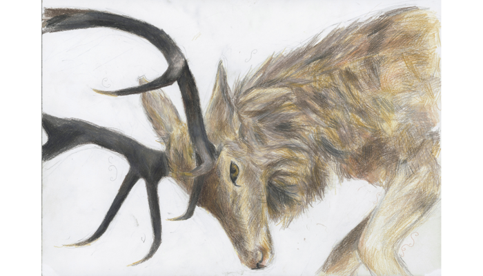 drawing of deer stag with antlers