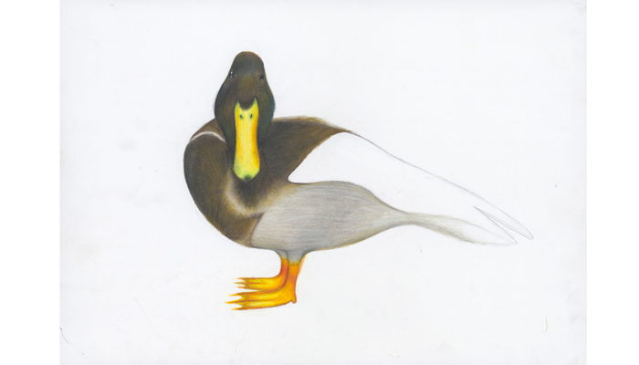 drawing of a duck with dark brown head and yellow beak