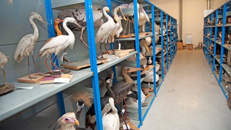Photograph showing a range of exotic birds from the Natural History collection.