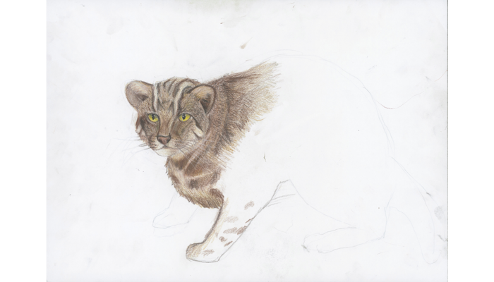 brown pencil drawing of wild cat showing front paws and face