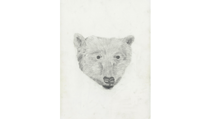 drawing of head of a bear