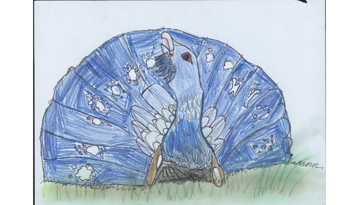 drawing of exotic blue bird with fanned feathers