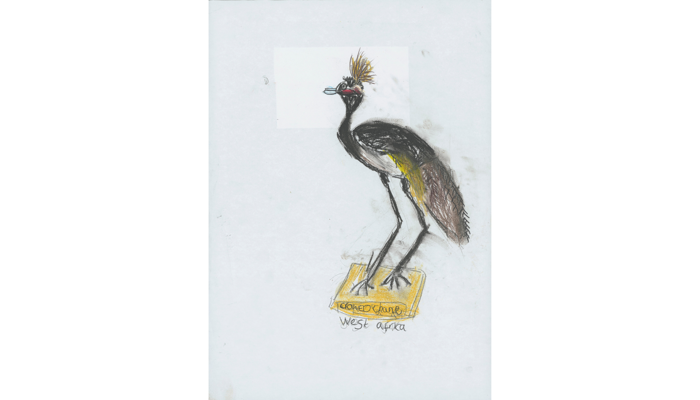 drawing of a dark brown crane bird, mounted on plinth