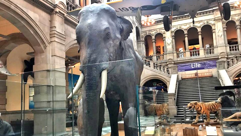 Photograph showing a recreation of Sir Roger the Elephant, on display at Kelvingrove Museum.
