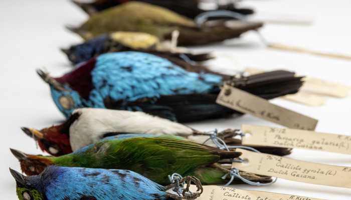 Photograph of the Robert Kirke bird skins, 1876.12%  © CSG CIC Glasgow Museums Collection