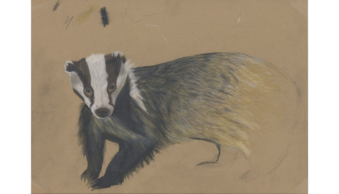 drawing of badger with black and white striped facwe