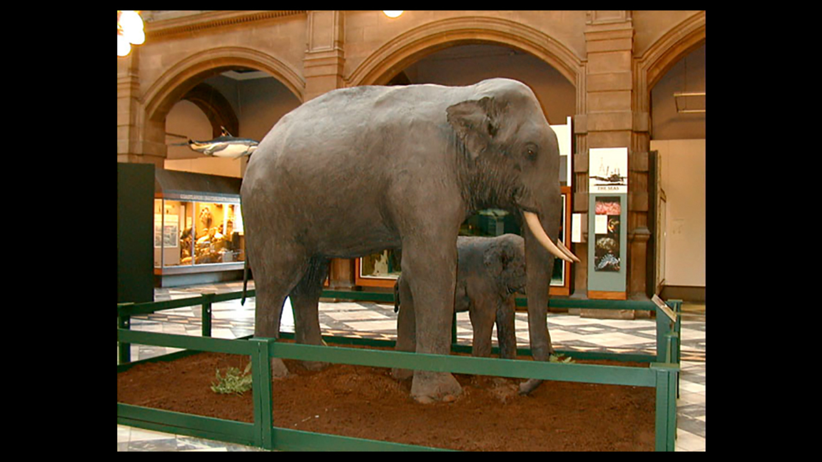 Photograph showing the male Asian Elephant (Elephas maximus) who is called 'Sir Roger'. From about 1885 until 1897 he toured the country with Bostock & Wombwell's Menagerie, often pulling a small wagon from town to town. In May 1897 he went to the Scottish Zoo, in New City Road, Glasgow (owned by E.H. Bostock), where he lived quite happily until October 1900.