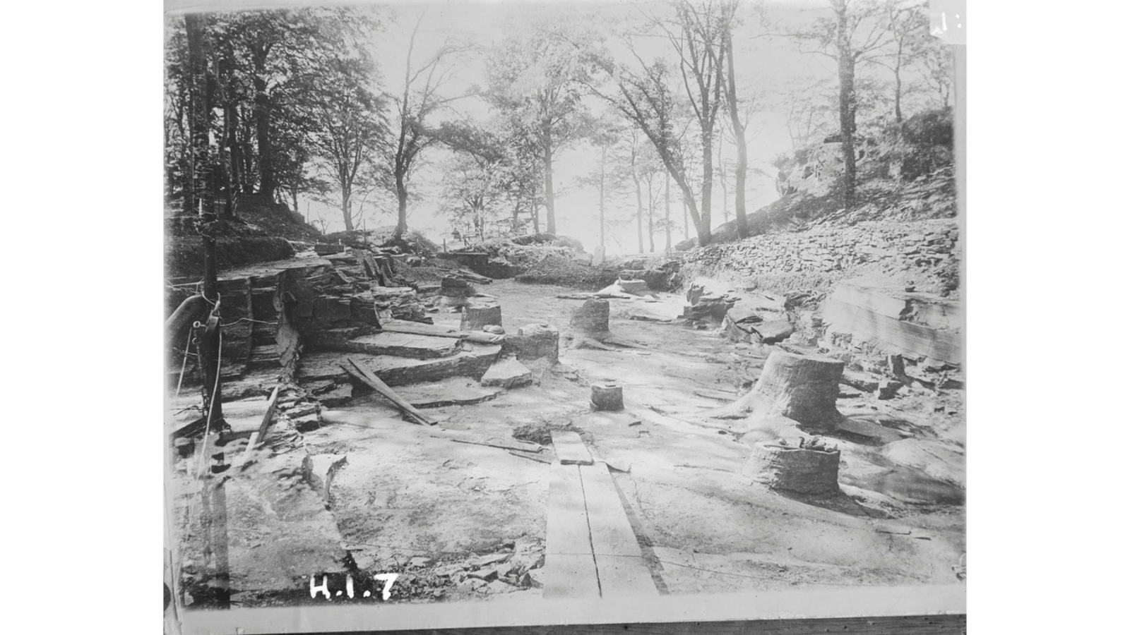 Black and white photograph showing an open-air archaeological excavation site featuring fossilized tree stumps amidst rock layers and surrounding trees.