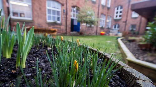 close up daffodils beginning to flower with a garden in the background. beyond the garden is a red bricked building 