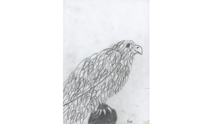 pencil drawing of bird of prey