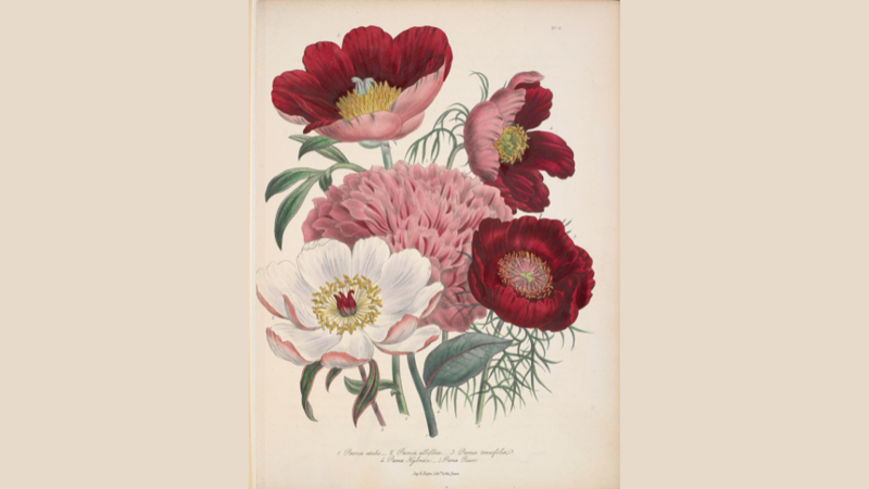 Illustration of a peony, a flower with voluminous petals