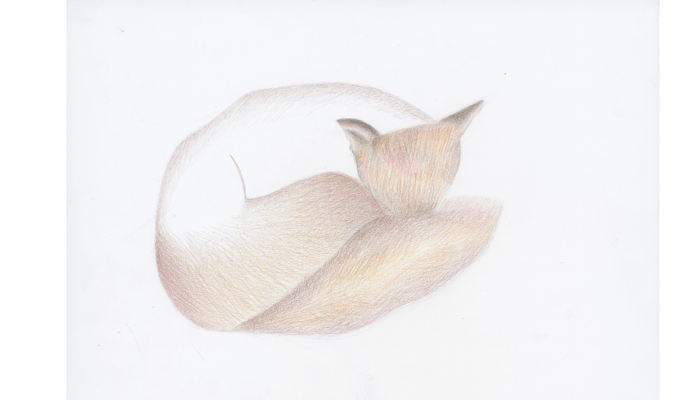 pencil drawing of fox curled up sleeping